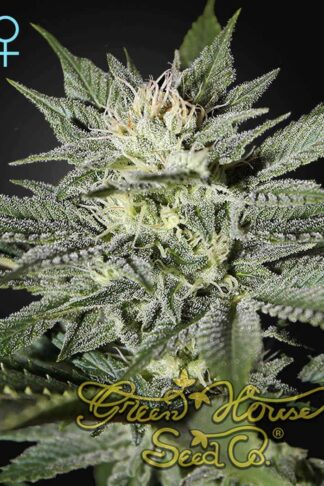 King’s Kush CBD Feminizowane