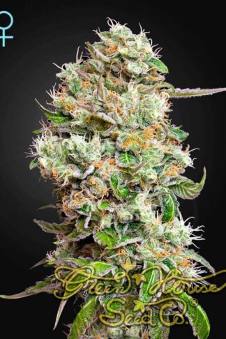 King’s Kush CBD Automatic Feminizowane