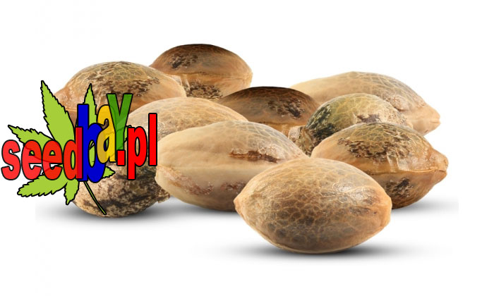 nasiona marihuany i konopi, producent seedbay