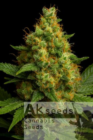 Kush Ryder Automatic Feminizowane 1+1