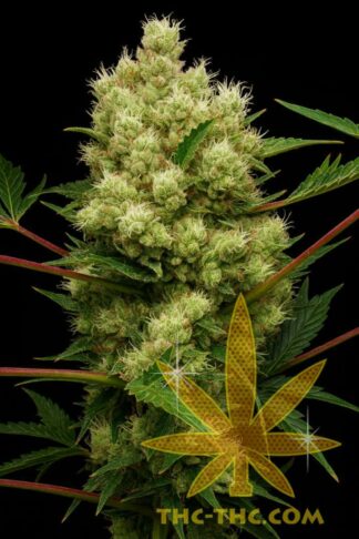 Lemon Drops LSD Feminizowane