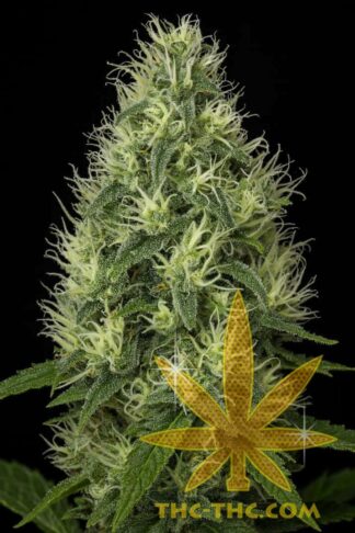 Lemon Drops LSD Automatic Feminizowane