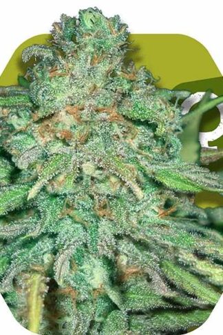 Lemon Kush Feminizowane