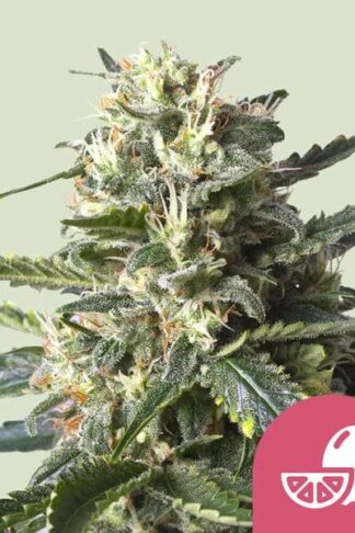 Lemon Shining Silver Haze Feminizowane