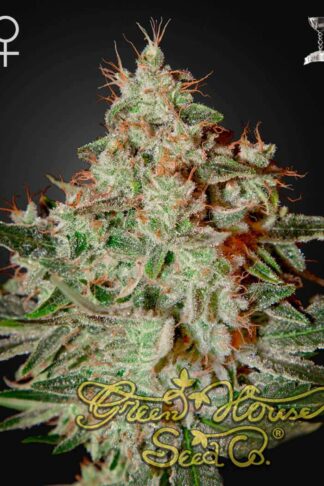 Lemon Skunk Feminizowane