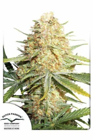 Lemon Zkittle Feminizowane