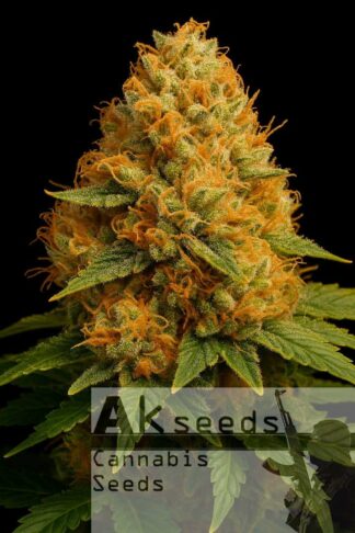 Low Bud Automatic Feminizowane
