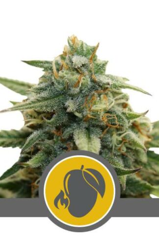 Mango Crunch Regularne