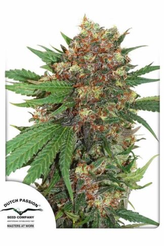 Master Kush Feminizowane
