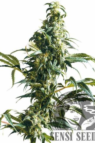 Mexican Sativa Feminizowane