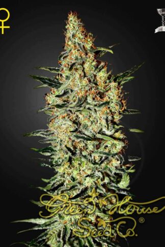 Neville’s Haze Feminizowane