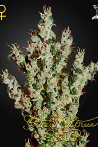 NL5 Haze Mist Feminizowane