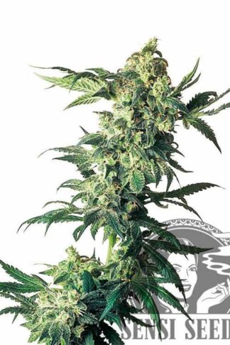Northern Lights Feminizowane