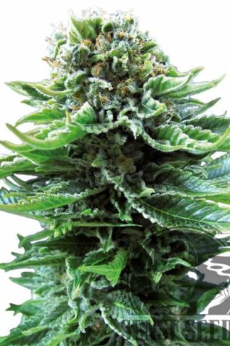 Northern Lights Automatic Feminizowane