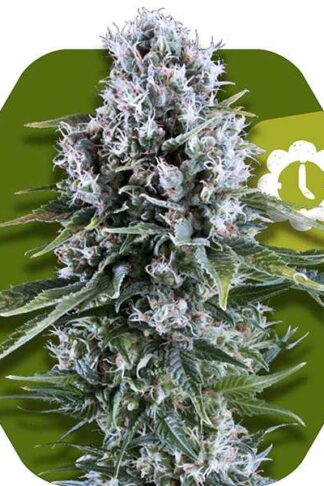 Northern Lights XL Automatic Feminizowane