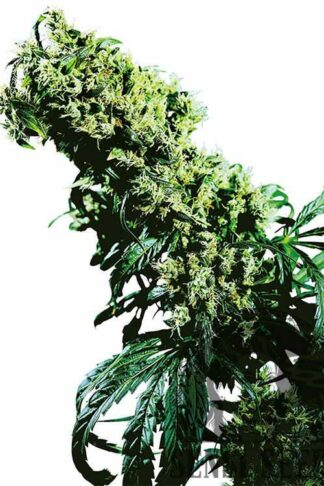 Northern Lights#5 X Haze Feminizowane