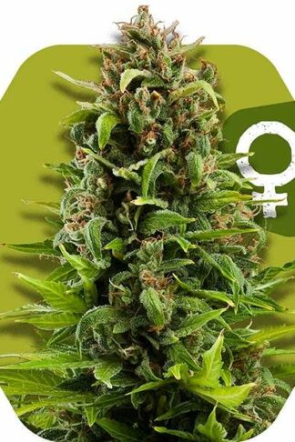 NYC Diesel Feminizowane