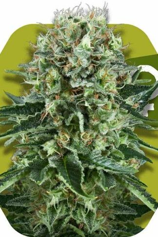 OG Bubble Gum Feminizowane