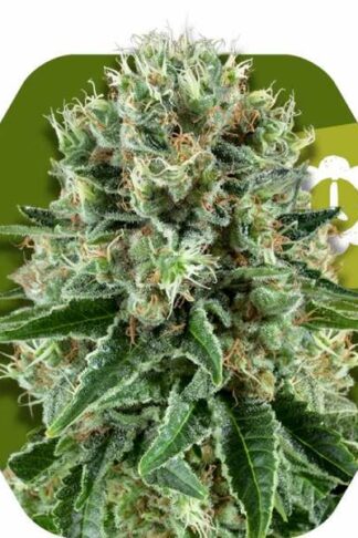 OG Bubble Gum Automatic Feminizowane