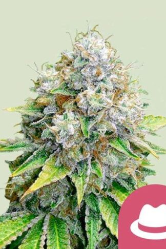 O.G. Kush Feminizowane