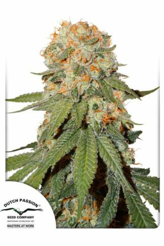 Orange Bud Feminizowane