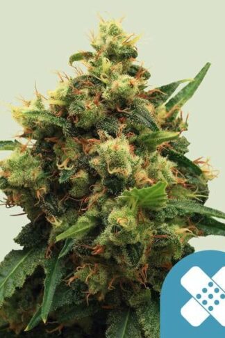 Painkiller XL Feminizowane