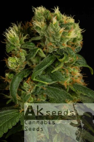 Perfect Haze Feminizowane