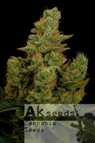 Perfect Haze Automatic Feminizowane