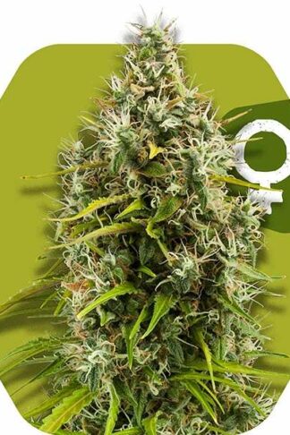 Pineapple Express Feminizowane