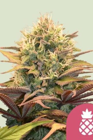 Pineapple Kush Feminizowane