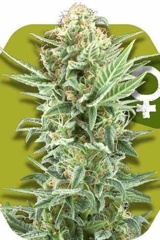 Power Kush Feminizowane