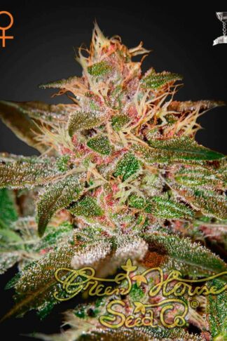 Pure Kush Feminizowane