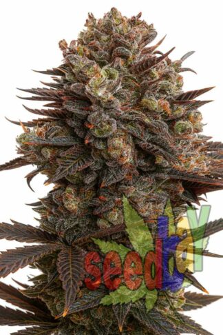 Purple Bud XXL Feminizowane
