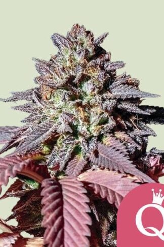 Purple Queen Feminizowane