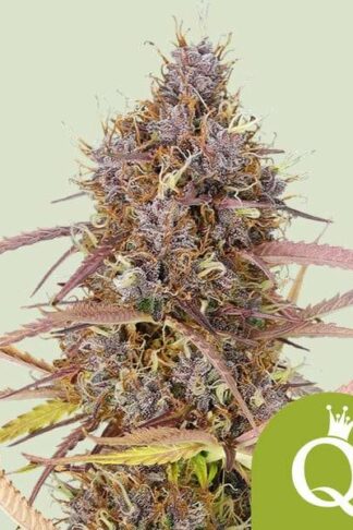Purple Queen Automatic Feminizowane