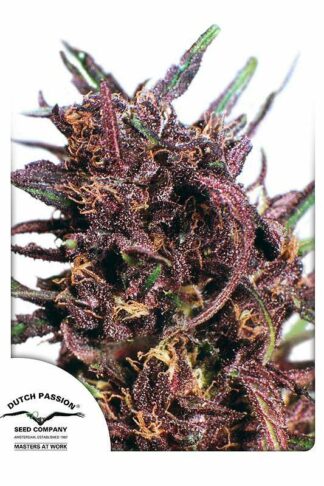 Purple#1 Feminizowane