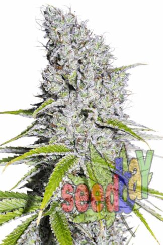 Quick Blue Kush Feminizowane