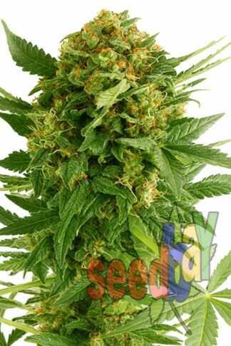 Quick Cheese Xplosion Feminizowane