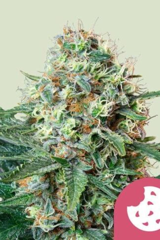 Royal Cookies Feminizowane