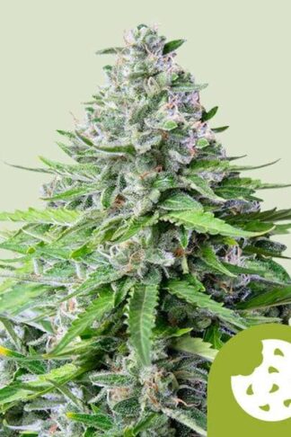 Royal Cookies Automatic Feminizowane