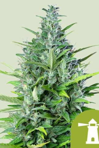 Royal Haze Automatic Feminizowane