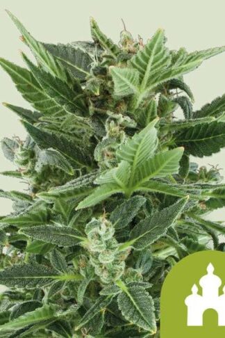 Royal Kush Automatic Feminizowane