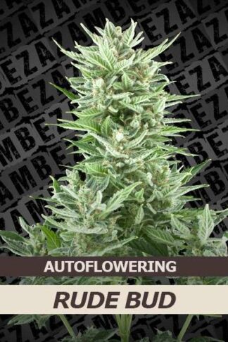 Rude Bud Automatic Feminizowane