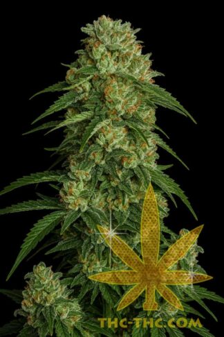 Rude Bud Xtreme Feminizowane