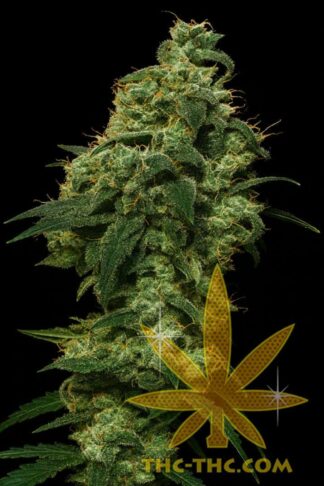 Rude Bud Xtreme Automatic Feminizowane