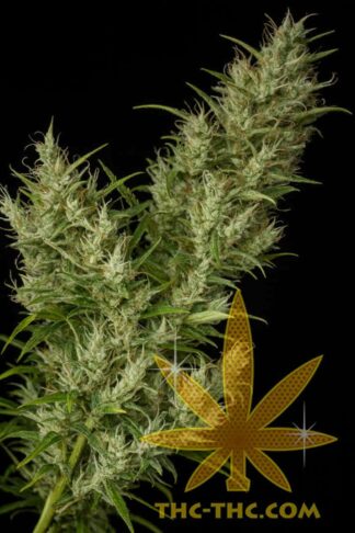 Rudealis Skunk#2 Feminizowane 1+1