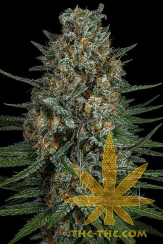 Rudealis Skunk#3 XXL Feminizowane