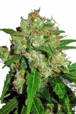 Sensi Skunk Feminizowane