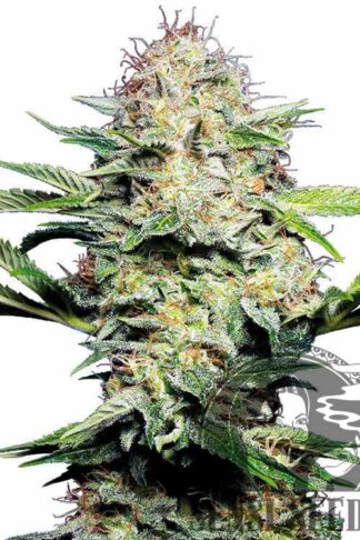 Sensi Skunk Automatic Feminizowane