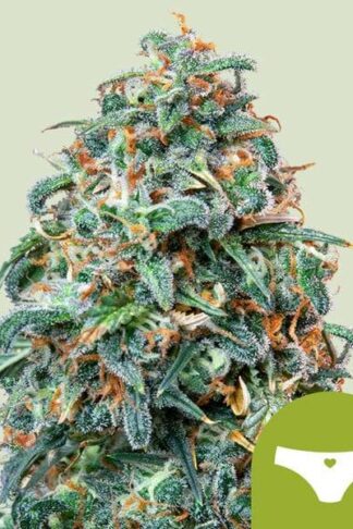 Sherbet Queen Automatic Feminizowane